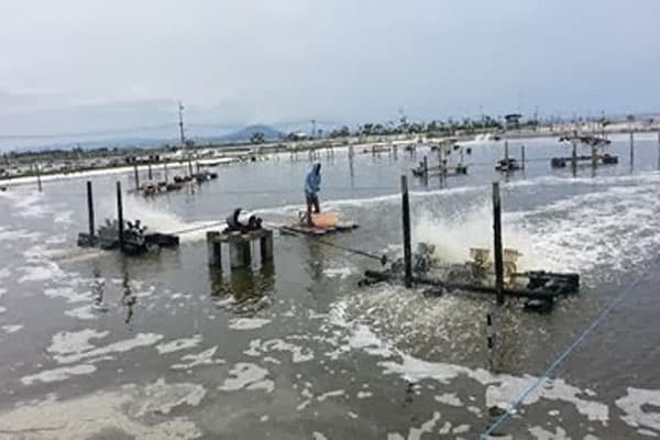 KESEMPATAN KERJA DI PERUSAHAAN TAMBAK UDANG