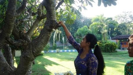 TUMPEK WARIGA MOMEN PENINGKATAN KESADARAN AKAN MANFAAT TUMBUHAN SEBAGAI PENYELAMAT ALAM